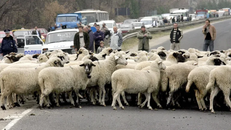 Овцевъди в готовност за бунт: Ще посрещнат еврокомисаря с горящи ковчези! 9a811c50 7eb8 45a4 a4cb 1dfb76036468