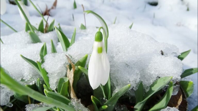 Метеоролози предвиждат пристигането на пролетта в близките дни -